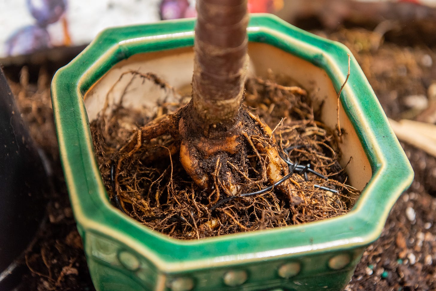ID: P afra roots wired into the bonsai pot, on top of bonsai soil