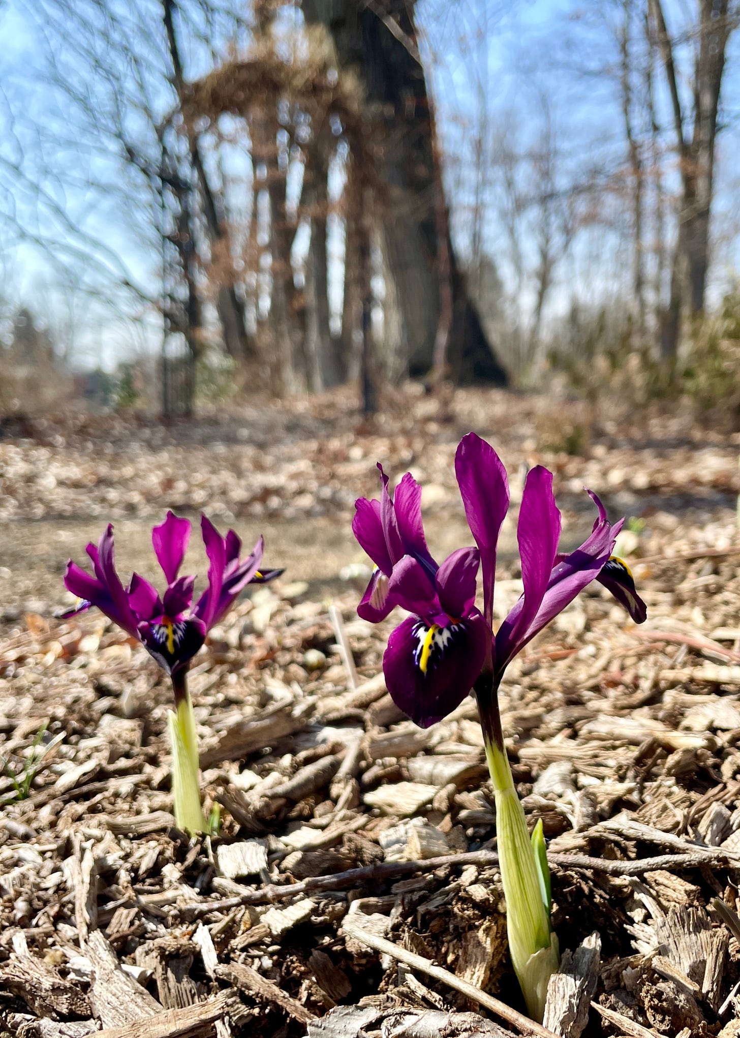 Iris reticulata ‘George’ is a vivid plum shade that is unusual compared to other rock iris. These have been coming up reliably for 3 years. Iris reticulata ‘George’ is a vivid plum shade that is unusual compared to other rock iris. These have been coming up reliably for 3 years.