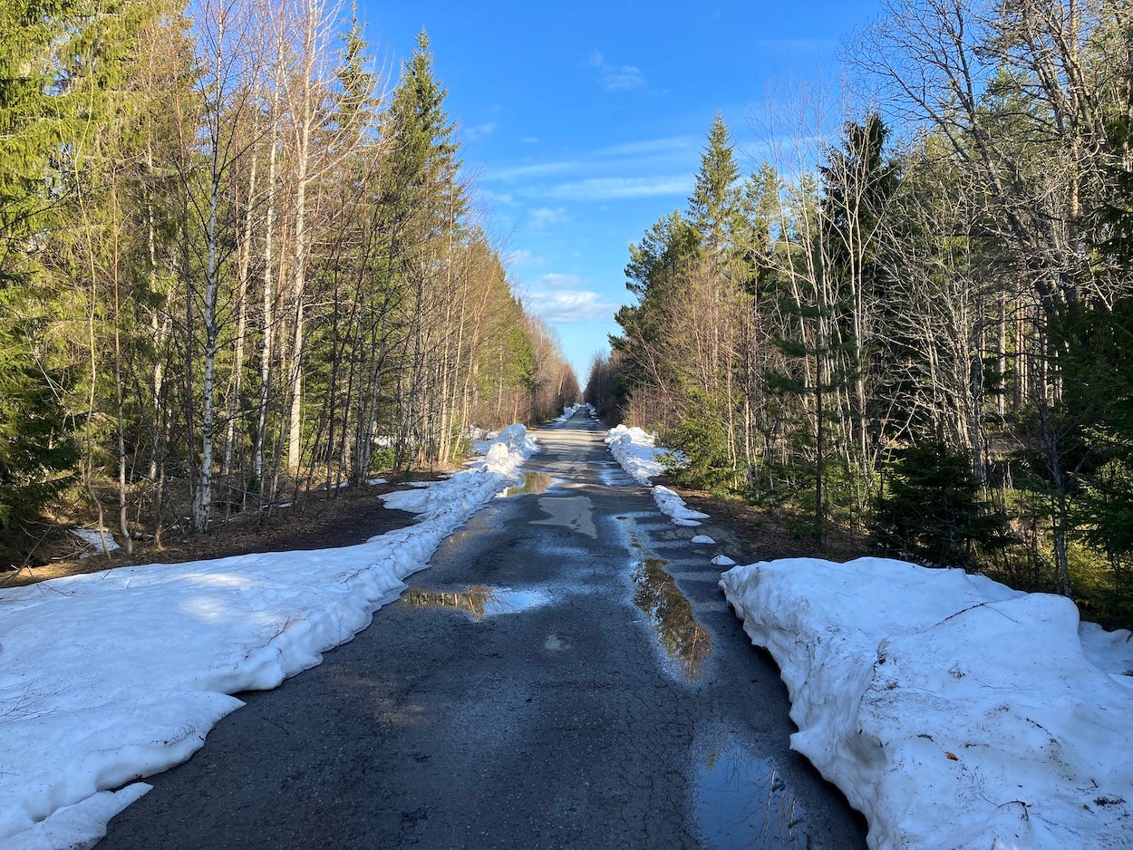 Snow by the side of the path, hemmed in by thin Scandinavian pines