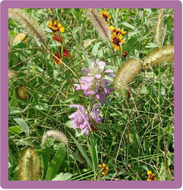 Purple and yellow wildflowers