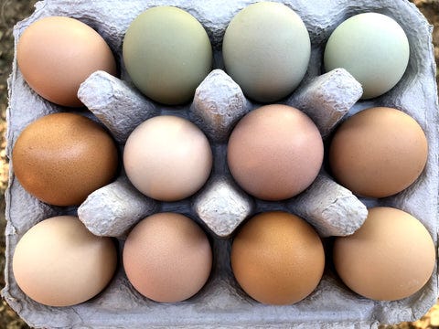 Free-Range Eggs – Ritter Farm