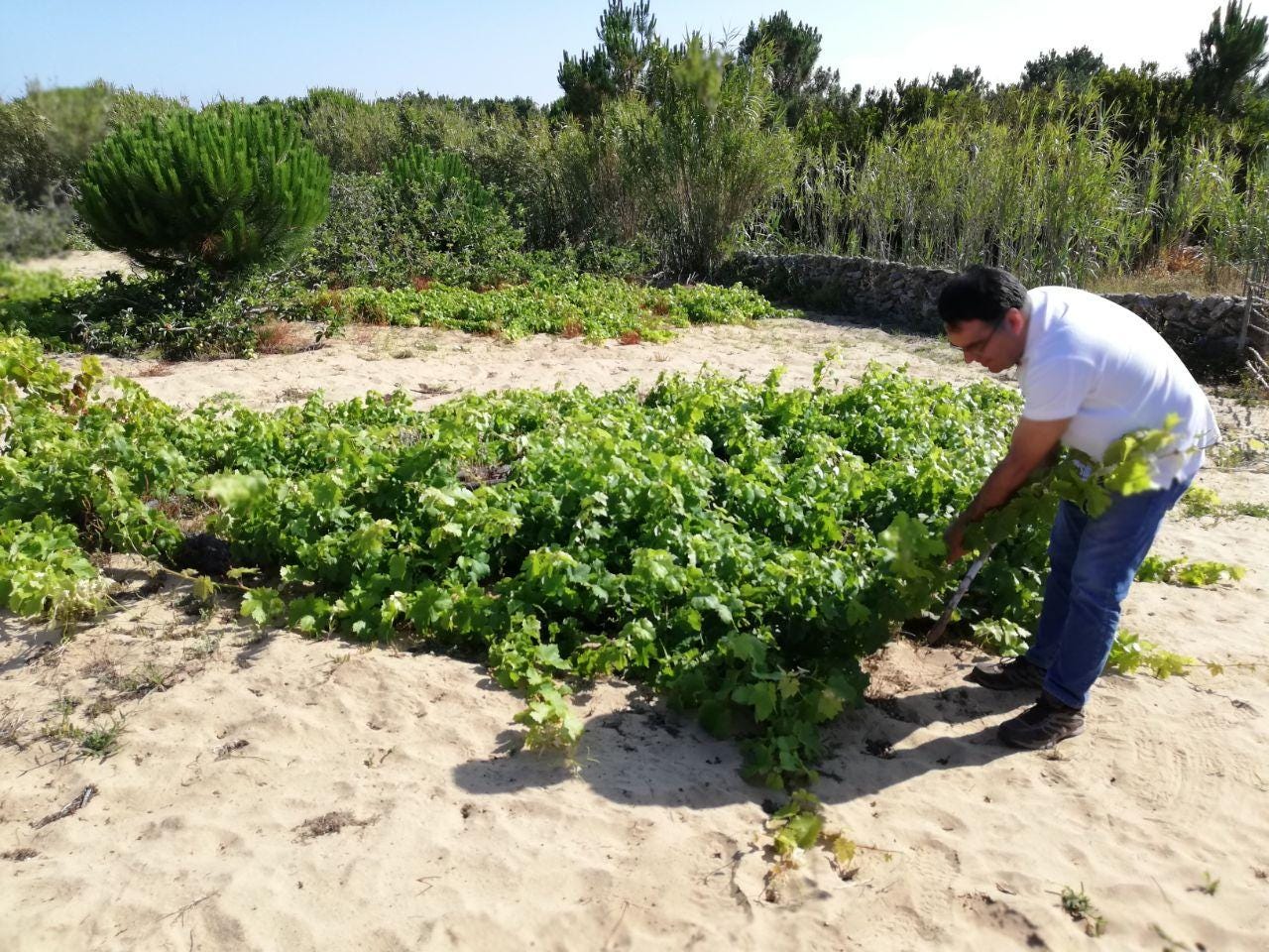 Vineyard in Colares. Photo: Simon J Woolf