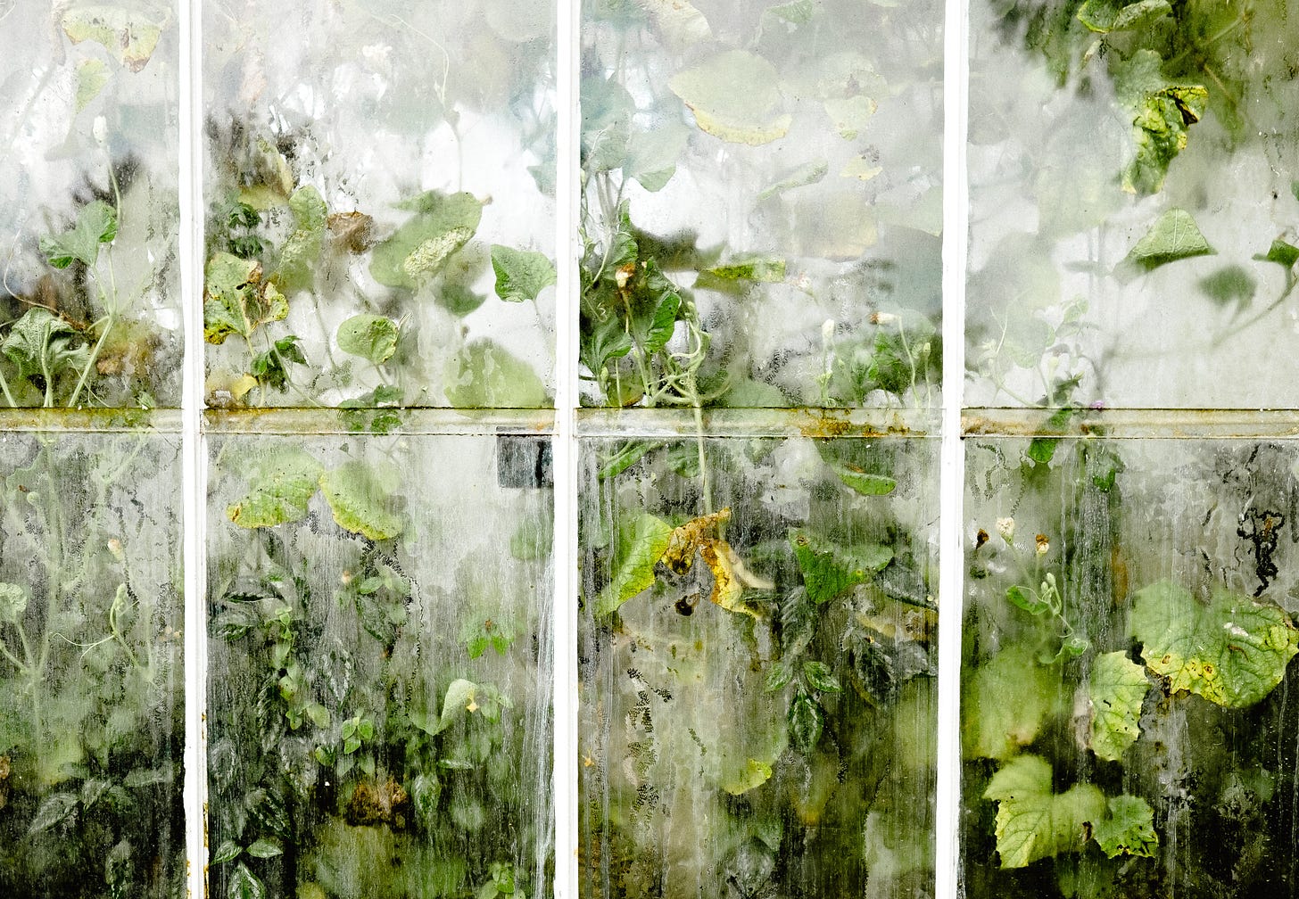 Photo of a very humid greenhouse, plants pressing up against the wet windows.