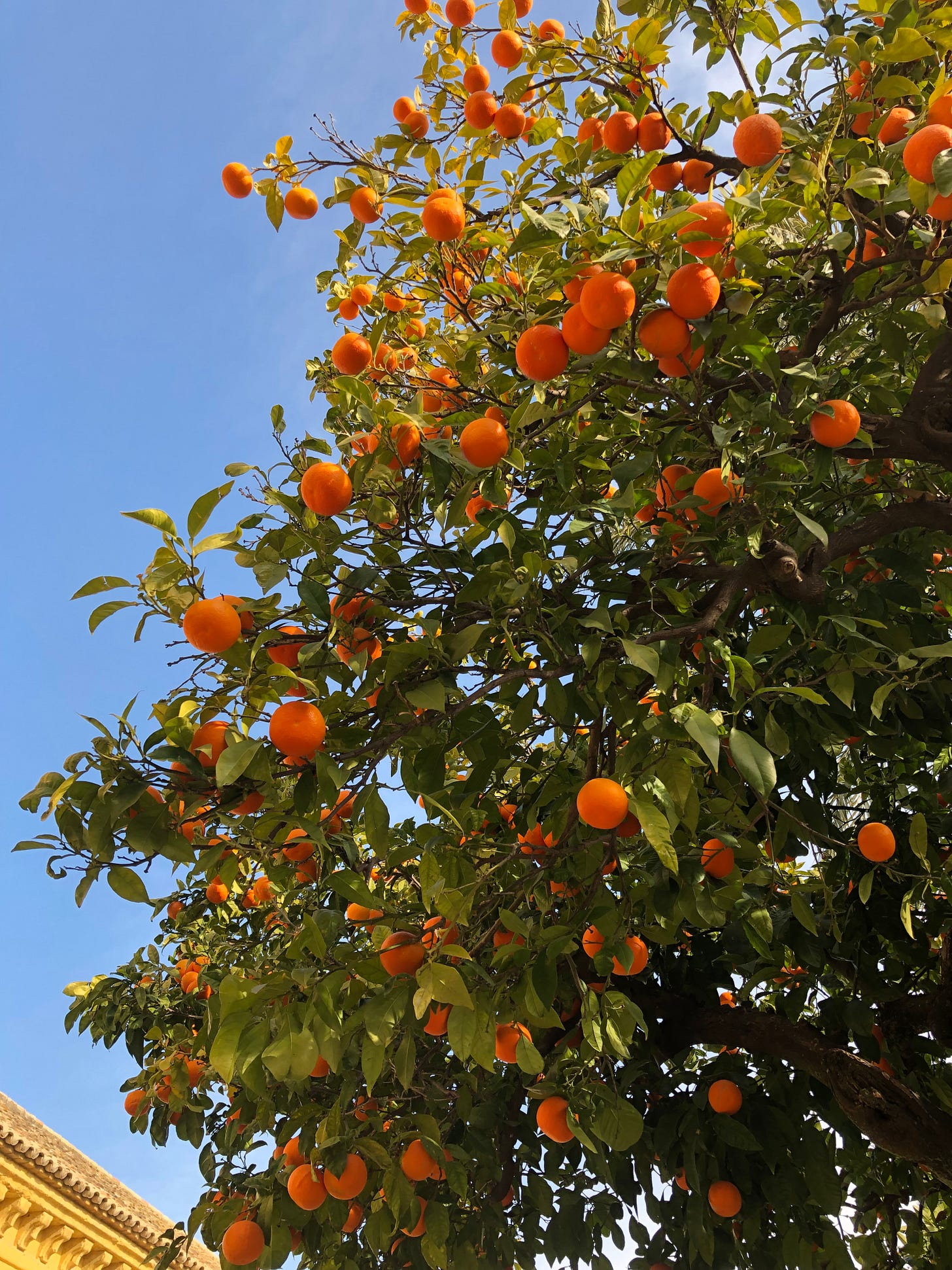 A tree full of ripe bright Seville oranges in Cordoba Spain