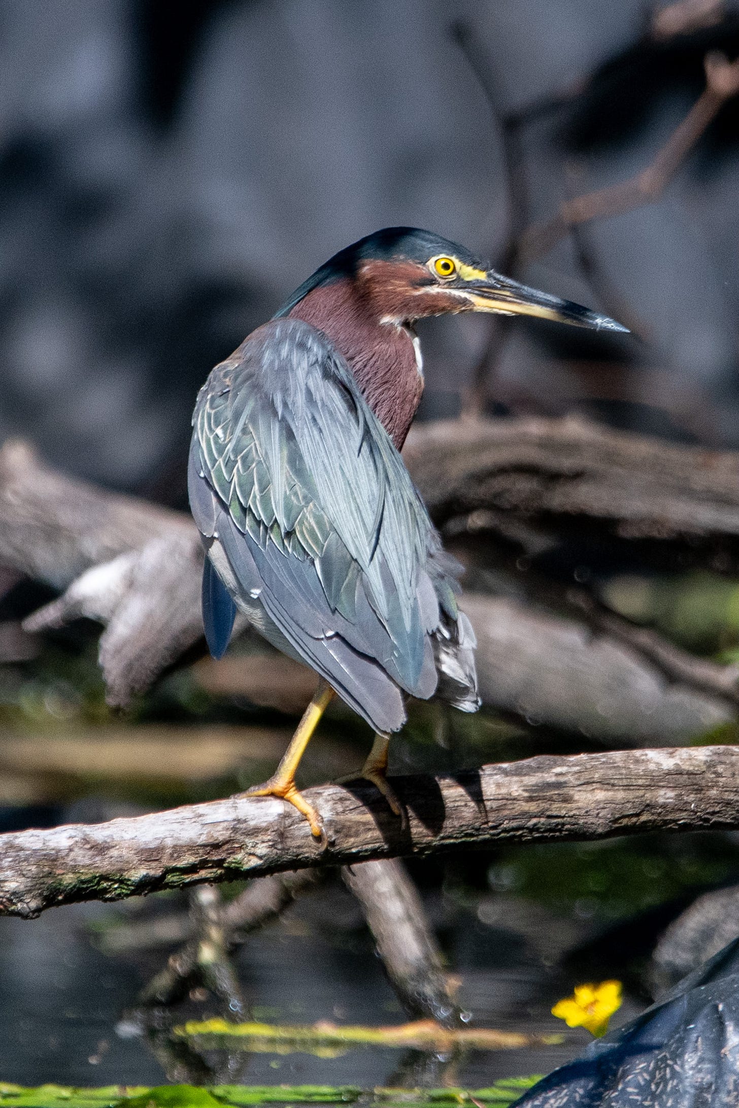 A heron with a slate-blue crown, beady yellow eyes, a russet cheek and breast, and a knifelike beak stands with its rear to the camera and its face pointing to the right