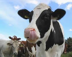 Cow Licking Animal Nose Cattle Stock ...