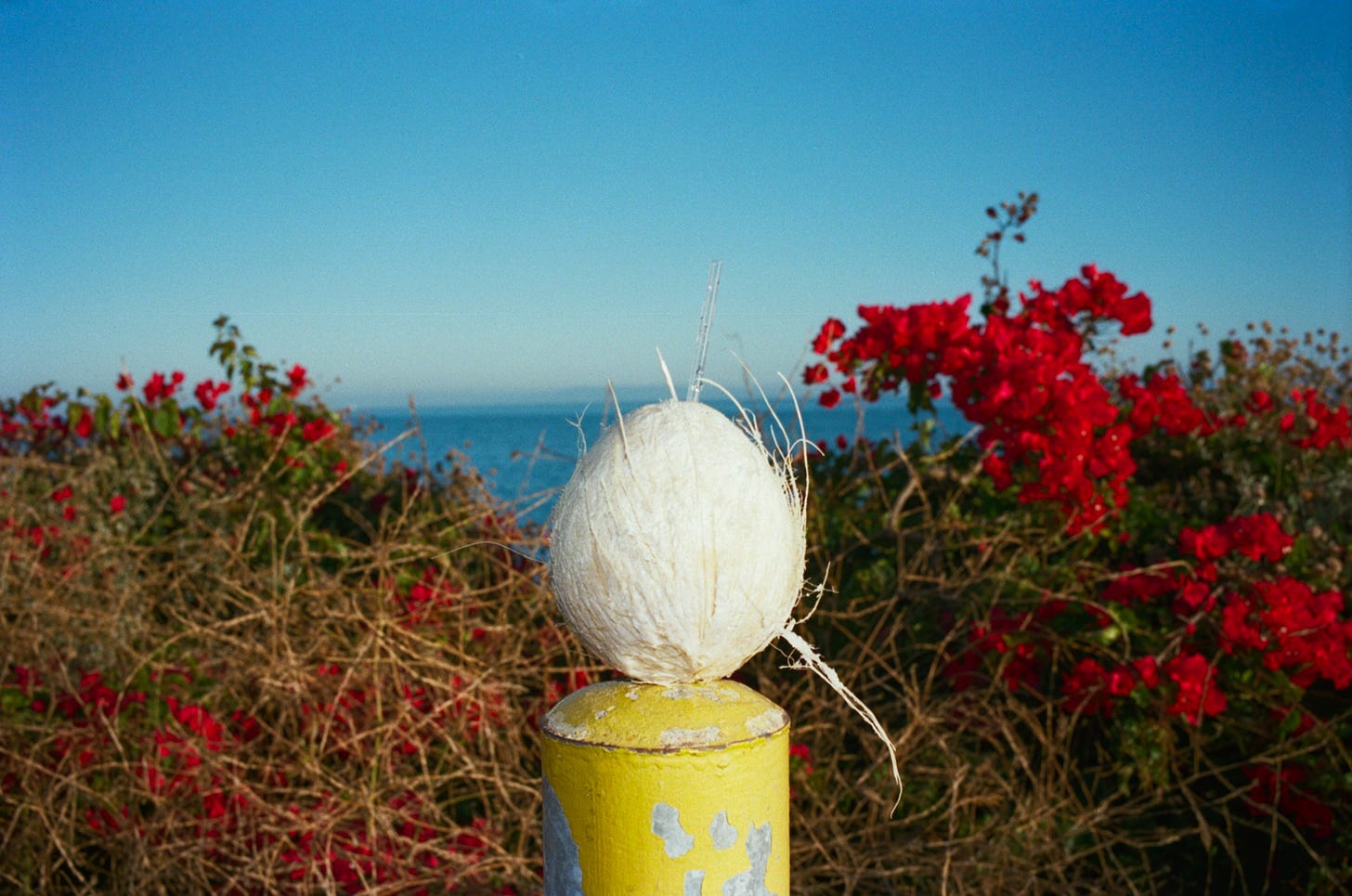 A coconut in Malibu