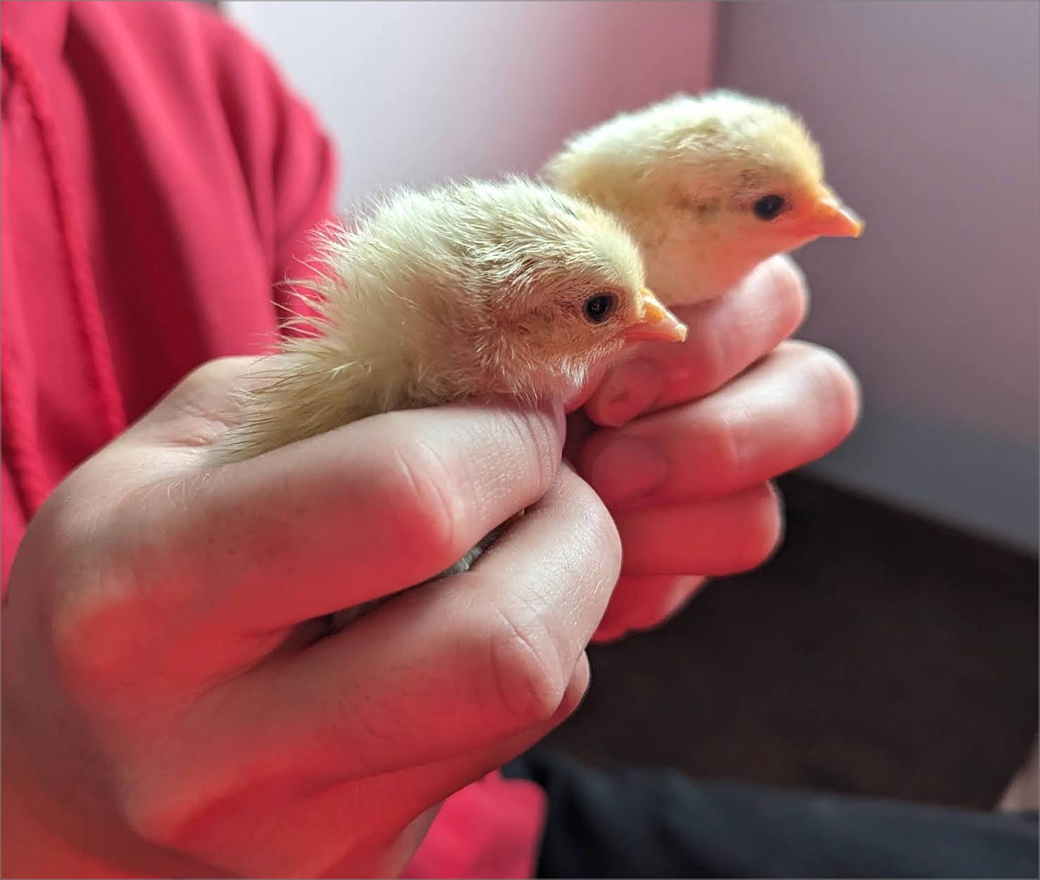 Man holding two small newborn chicks