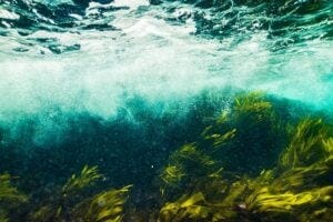 Underwater shot of seaweed