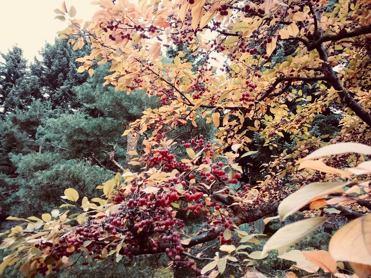 fall berries on a tree