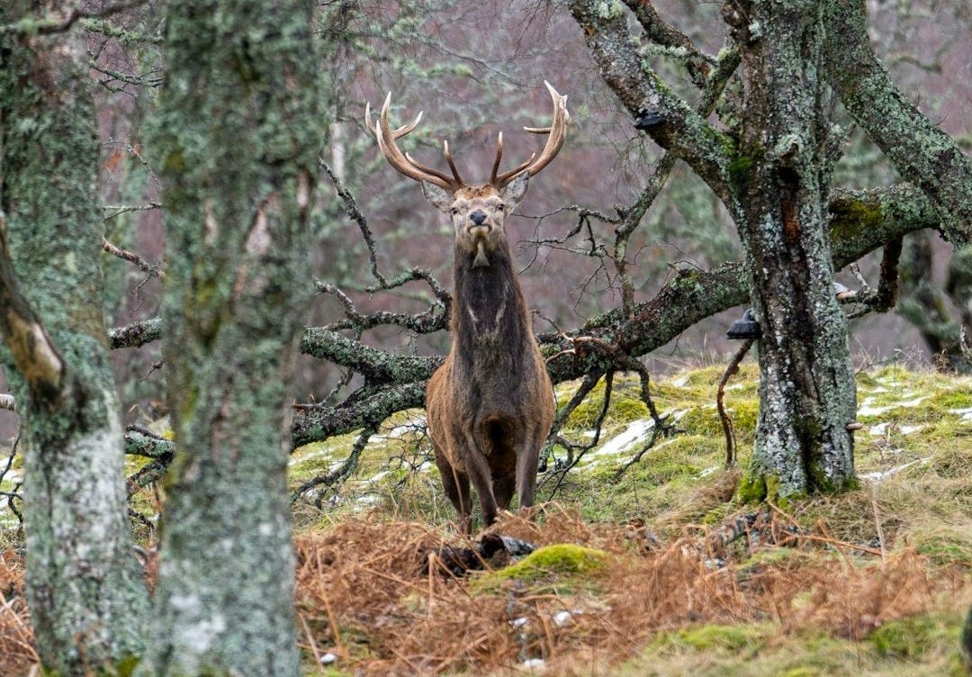 a deer standing in the middle of a forest