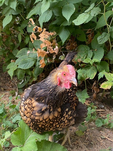 Gold and black chicken looks at the camera. She's standing in front of a raspberry patc.
