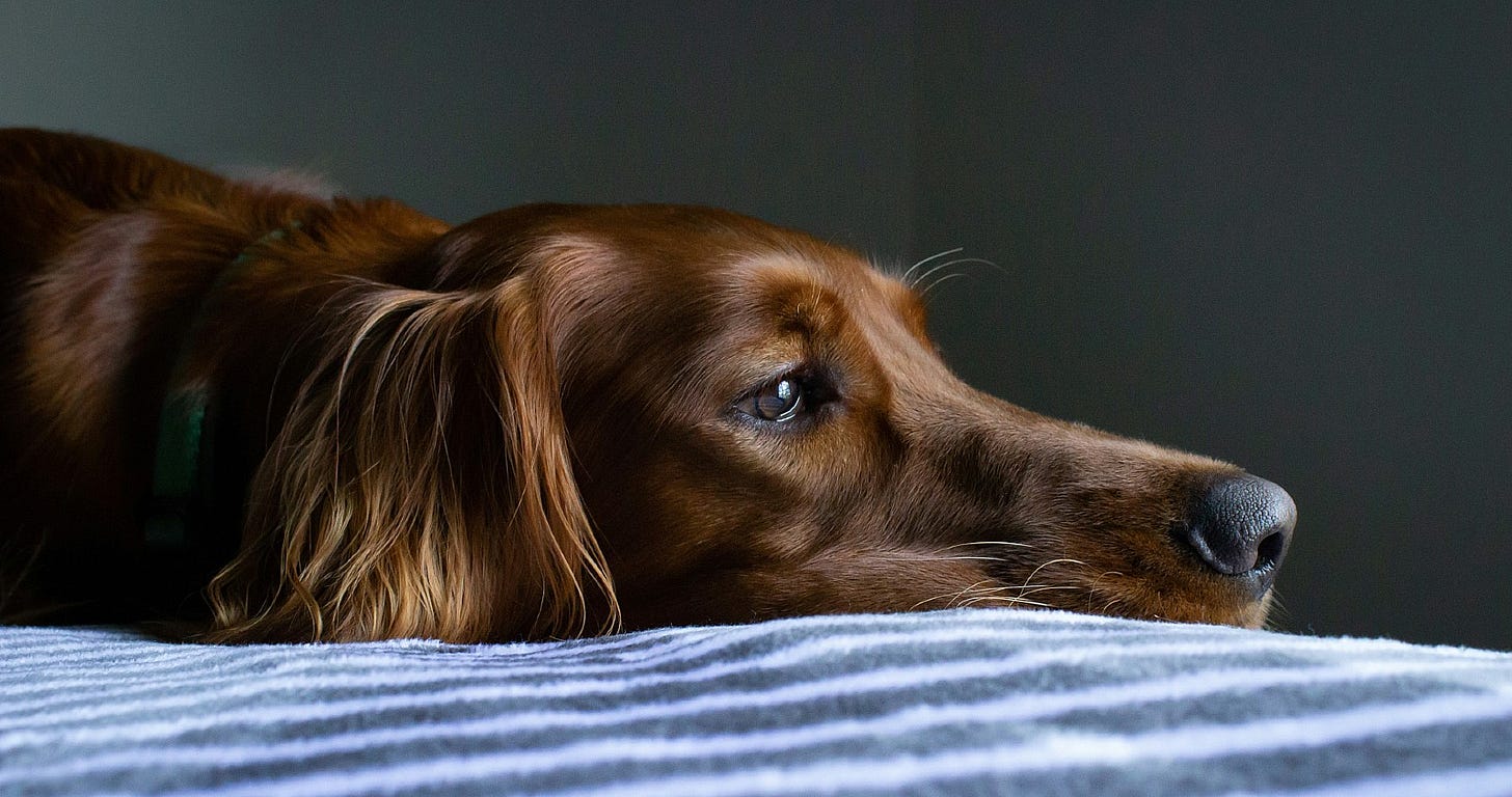 portrait of a red setter portrait of a red setter