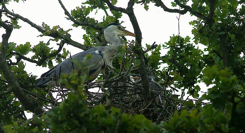 File:Heron Family (5927896780).jpg