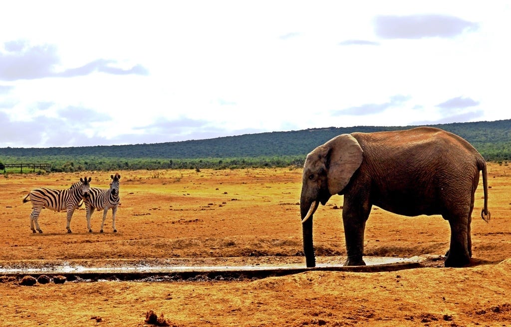 Two zebras and an elephant