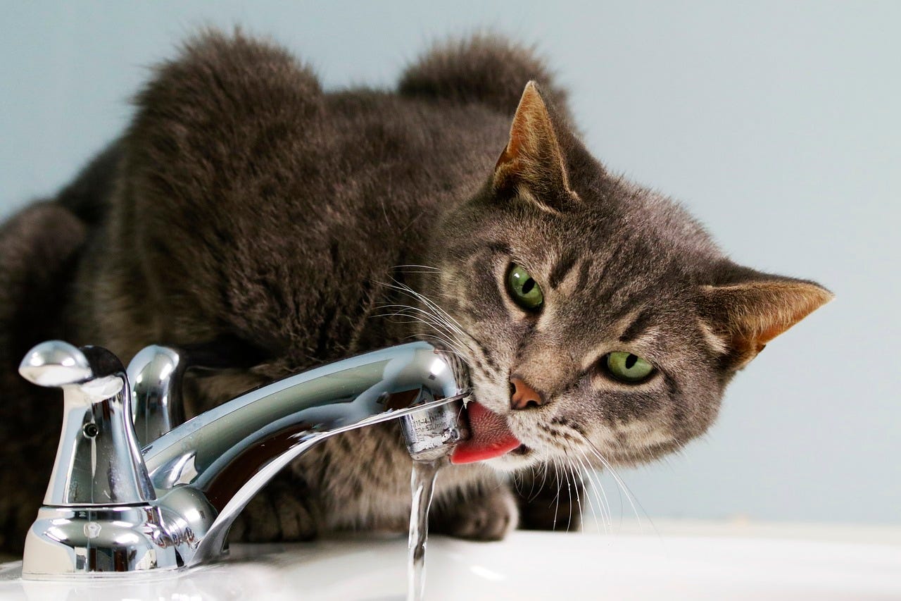 cat sitting on a sink drinking water flowing from the faucet