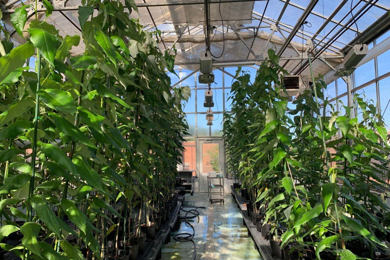 CRISPR-edited poplar trees (left) and unedited poplar trees (right)