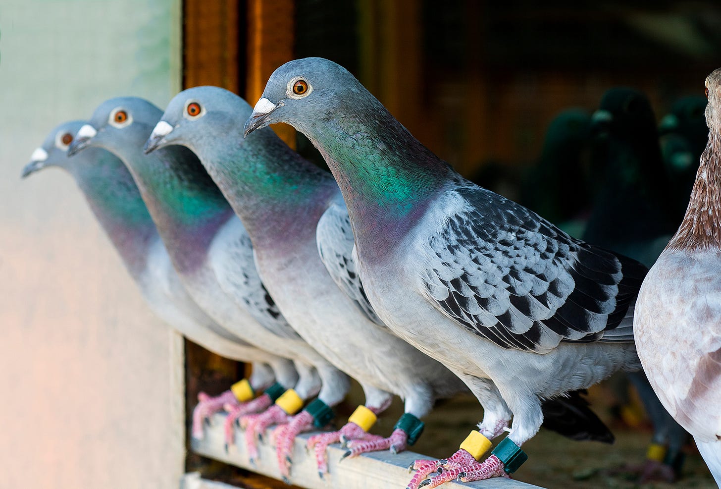 An overview of the main systems in pigeon racing