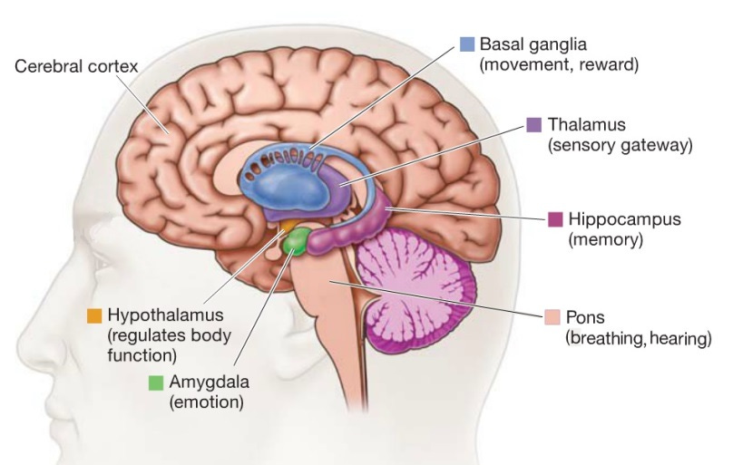 Biology of Lucid Dreaming