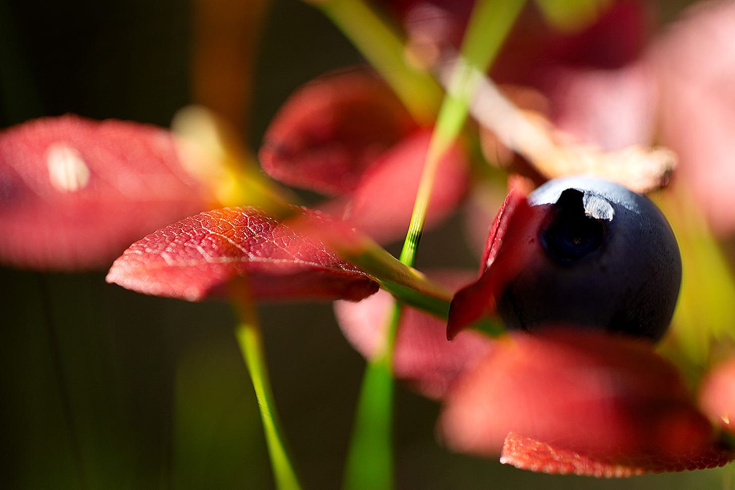 Red leaves and blue berries - blaeberry (Vaccinium myrtillus) leaves begin to change colour in August in Scotland.