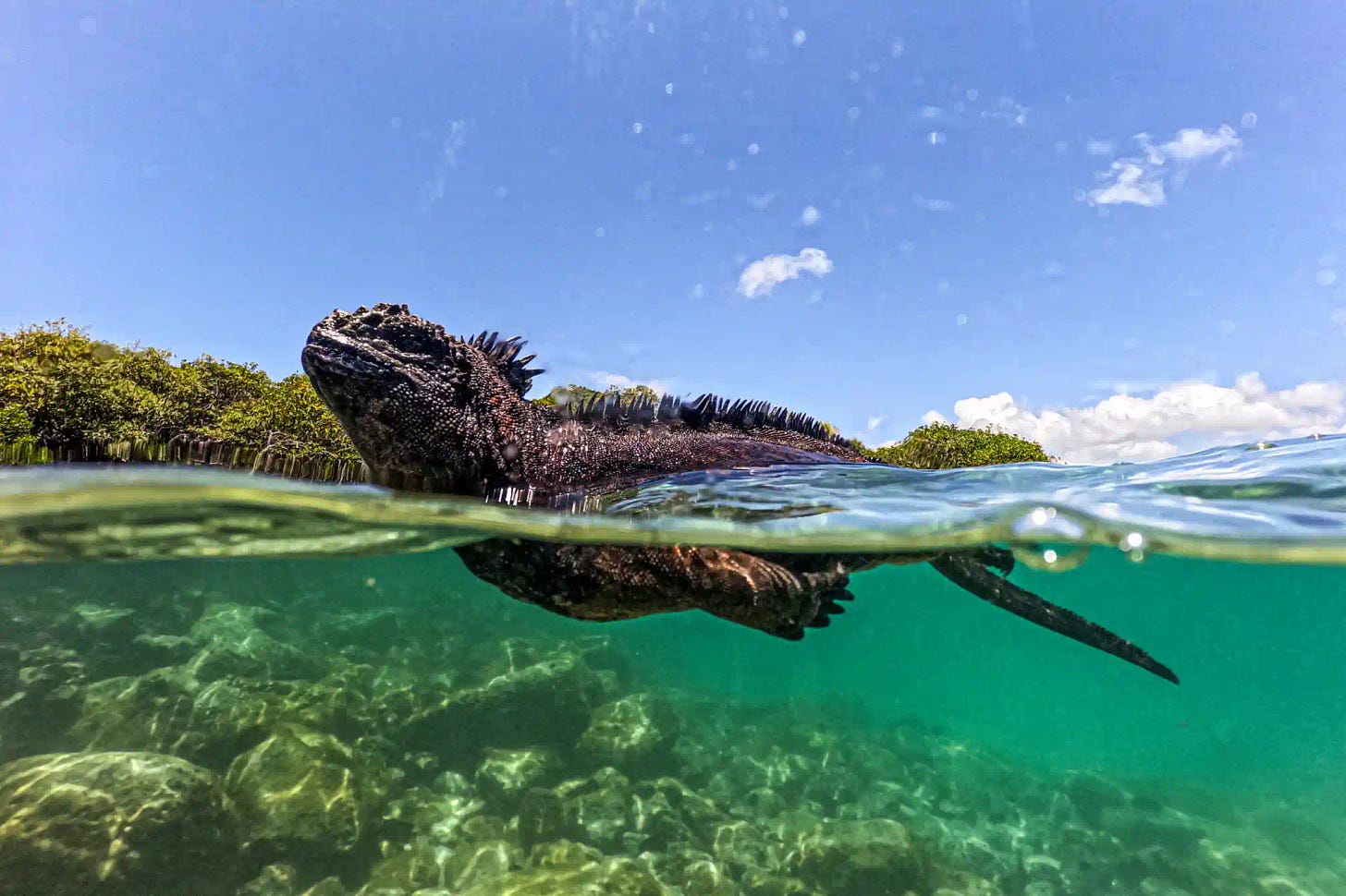 A marine iguana in Tortuga Bay, Santa Cruz island. Ernesto Benavides/Agence France Presse