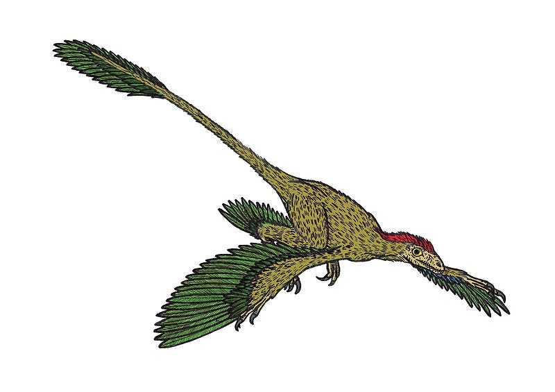 File:Microraptor updated version.JPG