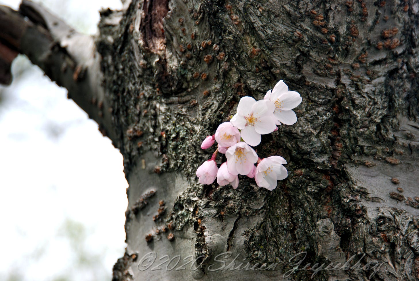 Macro of the rough black bark of a sakura with four open cherry light pink blossoms open and four opening and one bud, growing straight out of the bark.