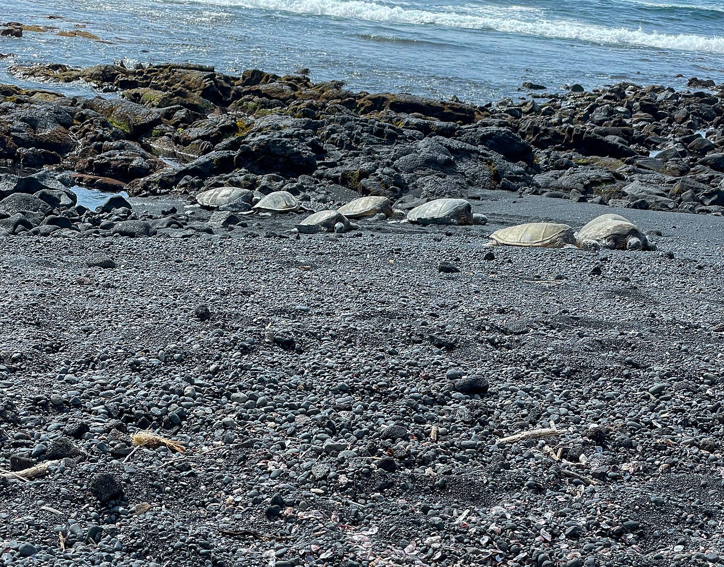 A group of honu on the beach