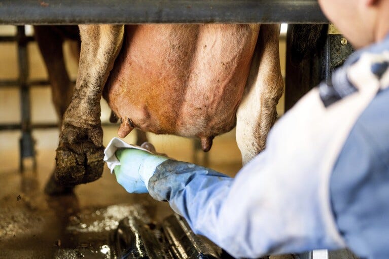 A worker prepares a cow for milking at Wickstrom Jersey Farms on Thursday, May 9, 2024, in Hilmar, Calif. The farm uses a diary digester to capture methane from cow manure which generates energy in an effort to reduce greenhouse gas emissions. (AP Photo/Noah Berger)