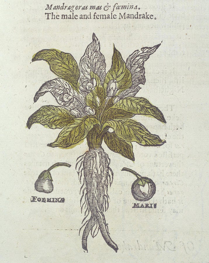 Mandrake Plant by Science Photo Library