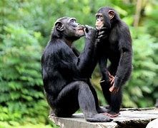 Image result for chimpanzees