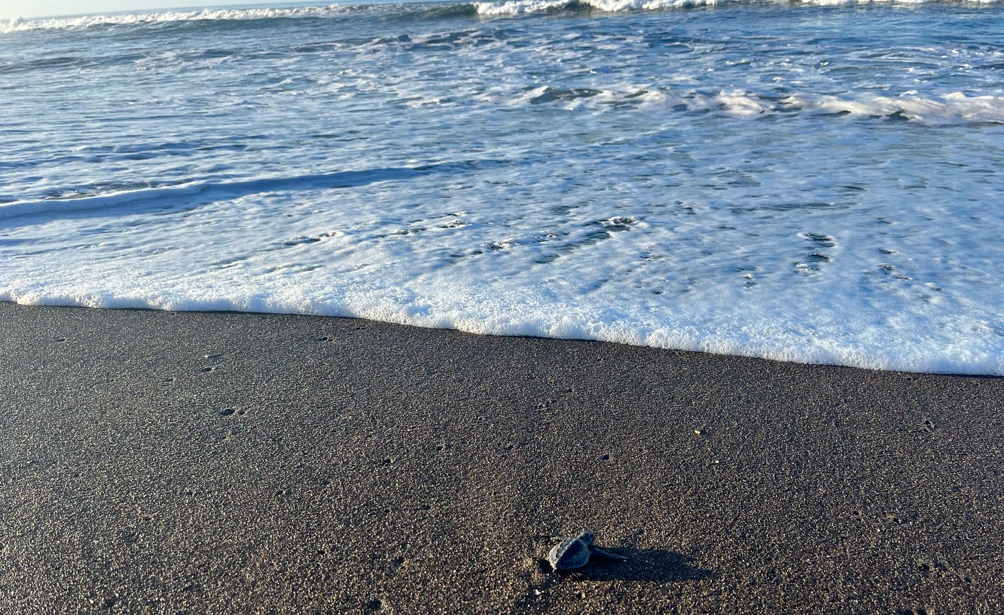 Baby sea turtle heading into waves.