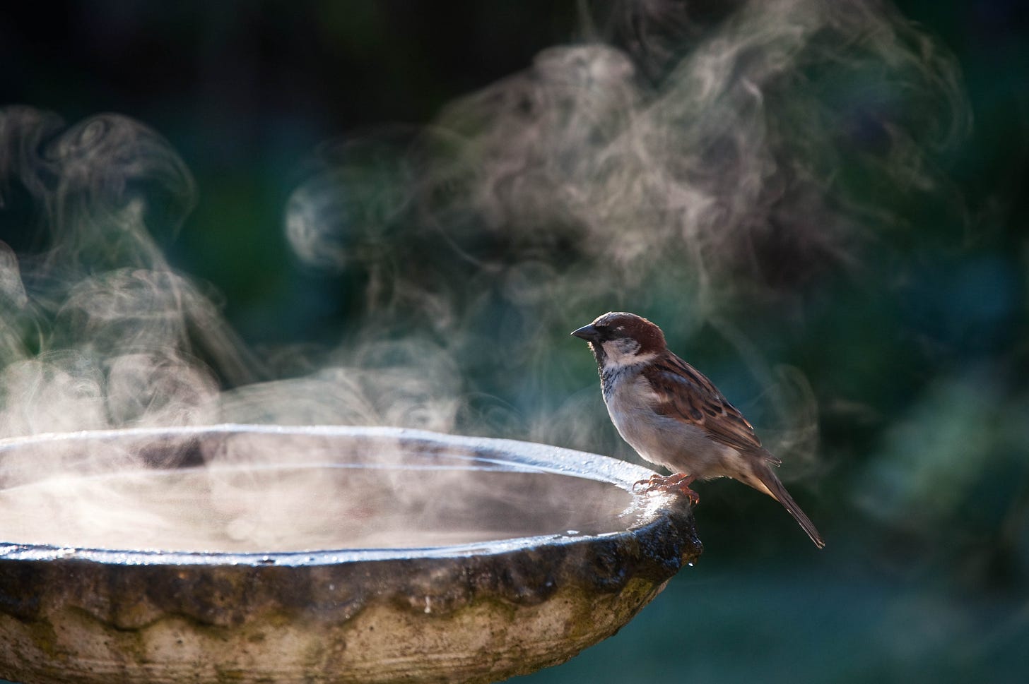 Male House sparrow on a bird bath on a sunny cold frosty morning in an English garden, UK