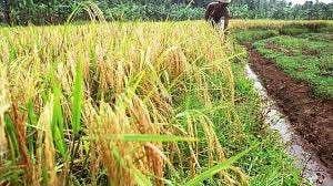 Basmati farmers in Punjab &amp; Haryana rake it in - The Hindu BusinessLine