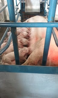 A large mother pig nursing her litter.