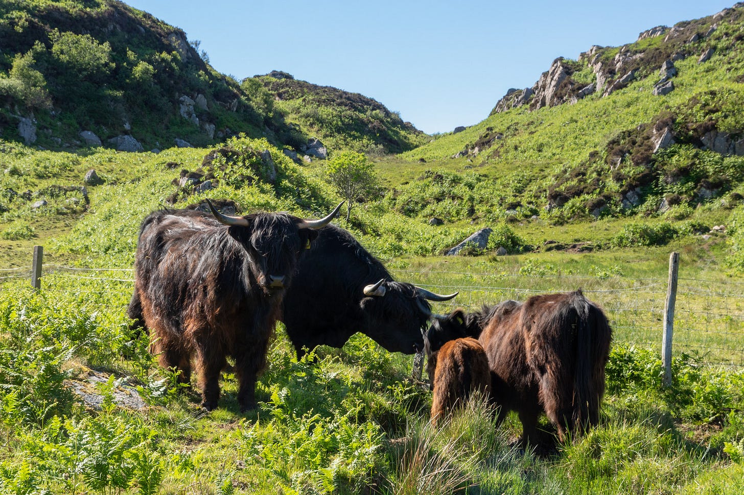 A contented family of kyloe Highland cattle © Felicity Martin