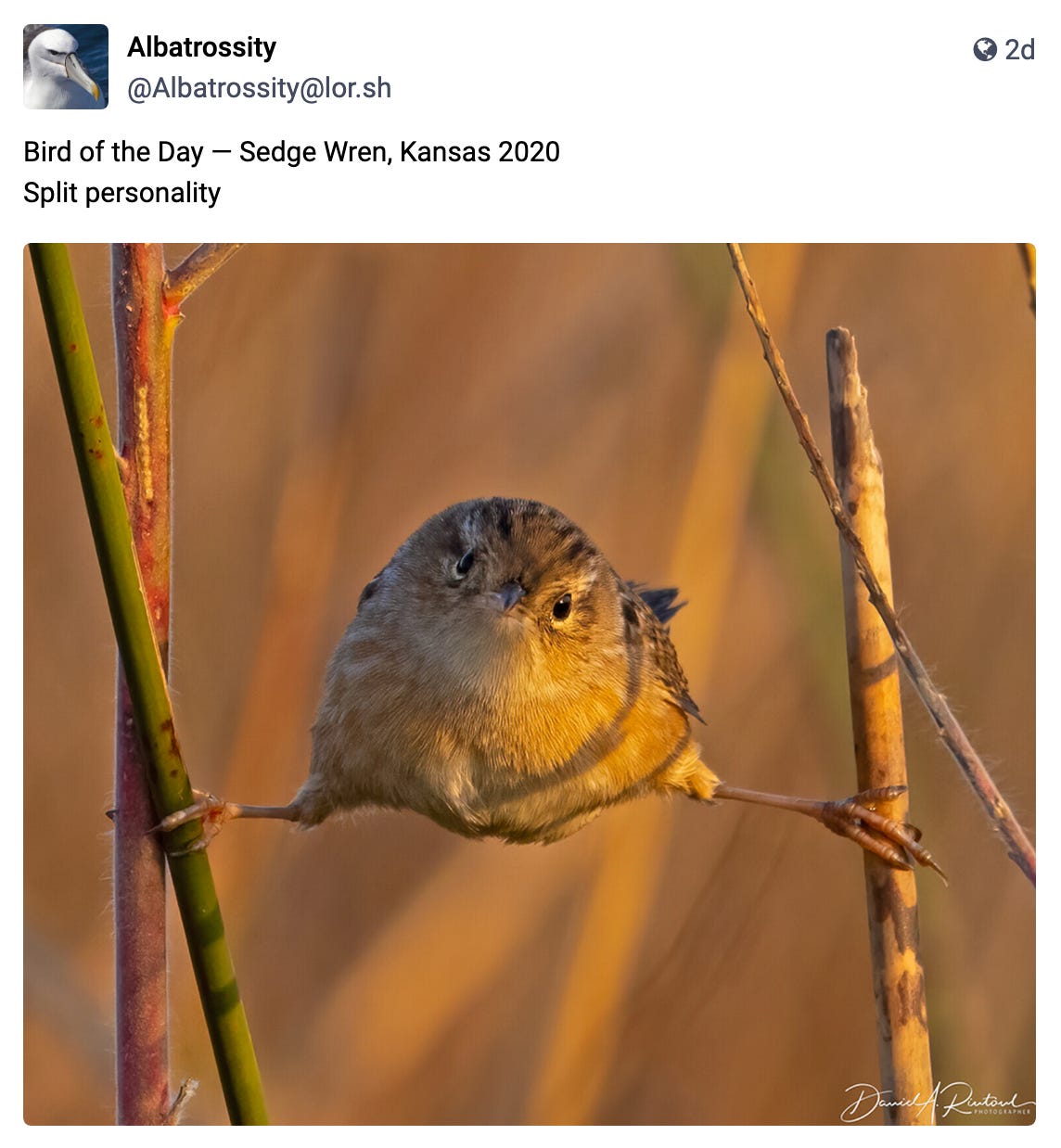 Sedge Wren splits