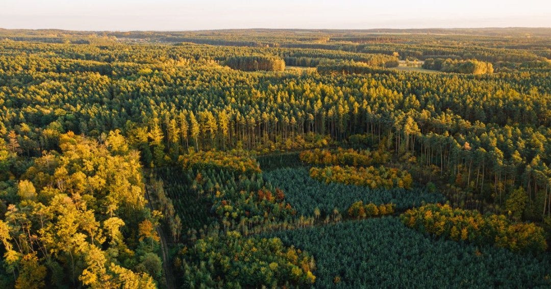 Novo Código Florestal e a obrigatoriedade do CAR