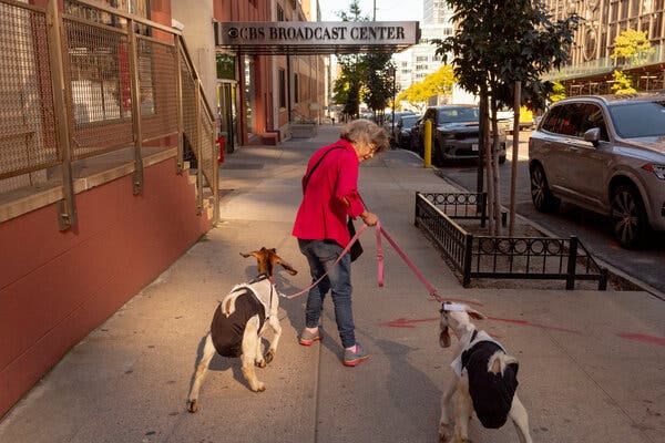 Mrs. Shaw tugs at the leashes of her two goats as they walk along a sidewalk. 