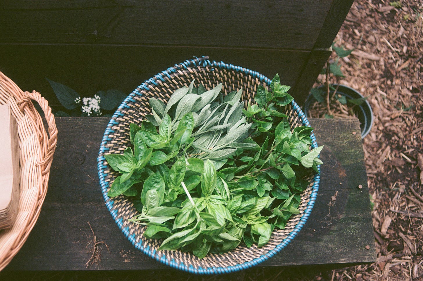 A harvest of herbs - basil and sage among them - are seen in a woven basket from above. They rest on a wooden bench. On the right side of the image are wood chips on the ground.