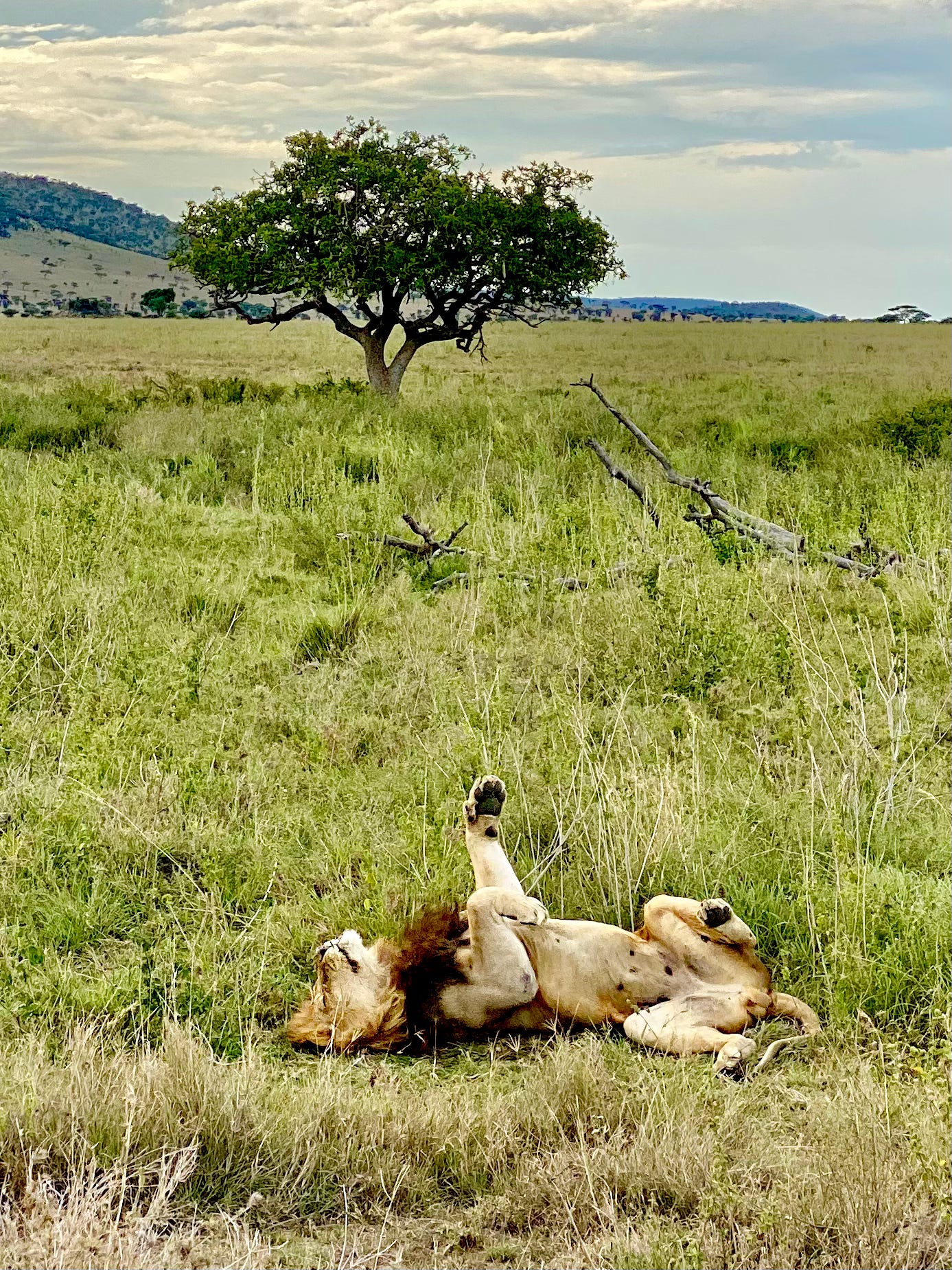 Serengeti lions