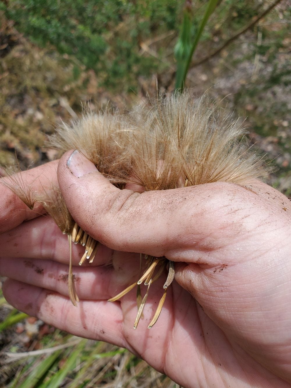 Tragopogon porrifolius [Seed harvest 3] 20221128_121503 sml.jpg