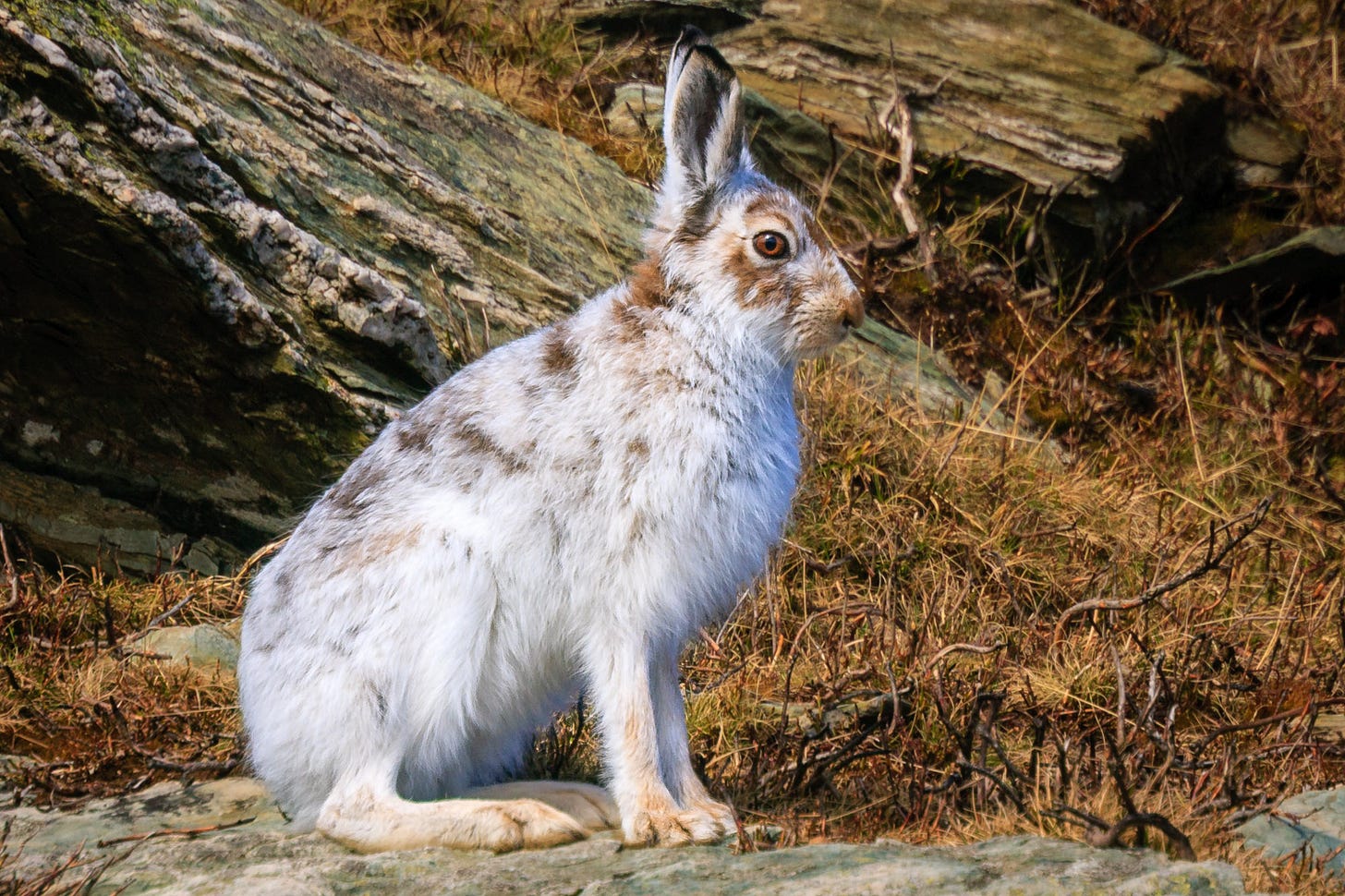Mountain hare in March, with its coat changing from white to blue-brown © Felicity Martin 