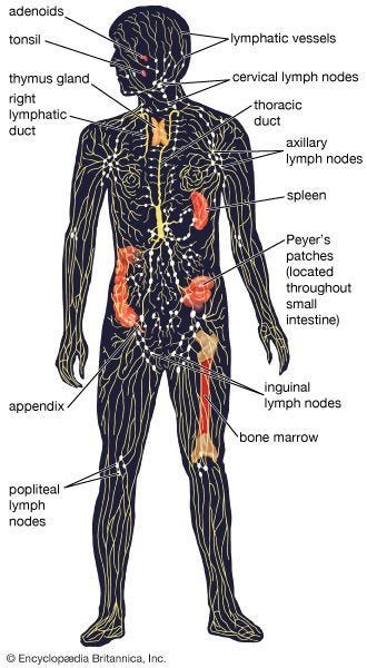 diagram of the human lymphatic system