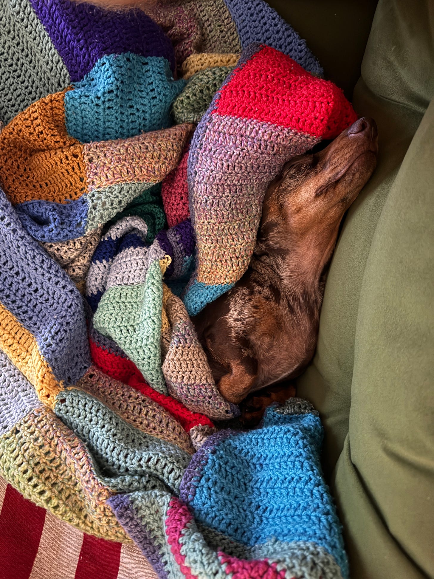 Dachshund wrapped in a rainbow blanket sleeping
