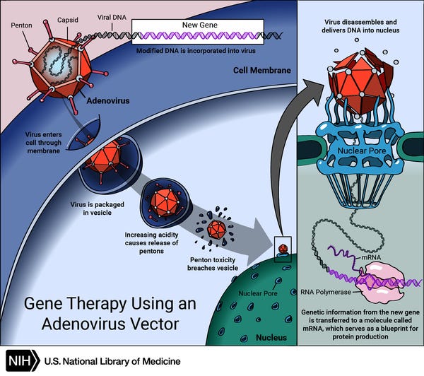 How does gene therapy work?: MedlinePlus Genetics