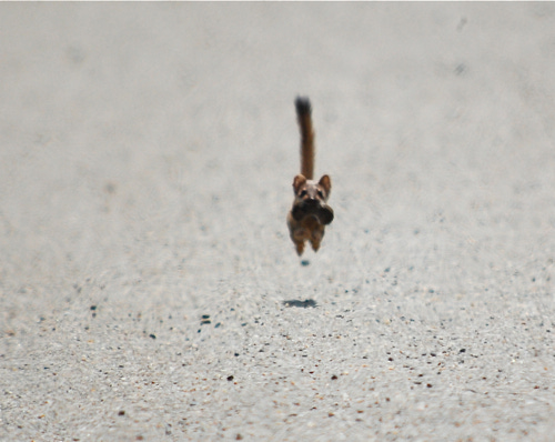 Unexpected Weasel Encounter In Utah — Birdchick