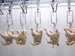 Chlorinated chicken explained: why do the Americans treat their poultry  with chlorine? | Analysis and Features | The Grocer