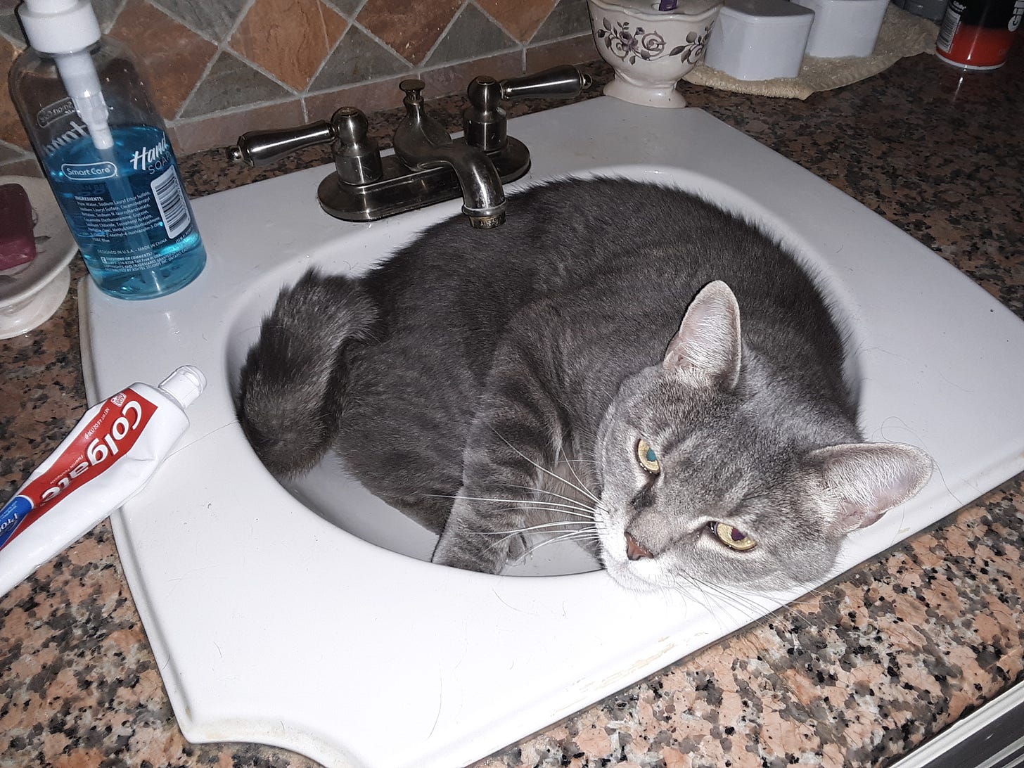 grey cat in a sink