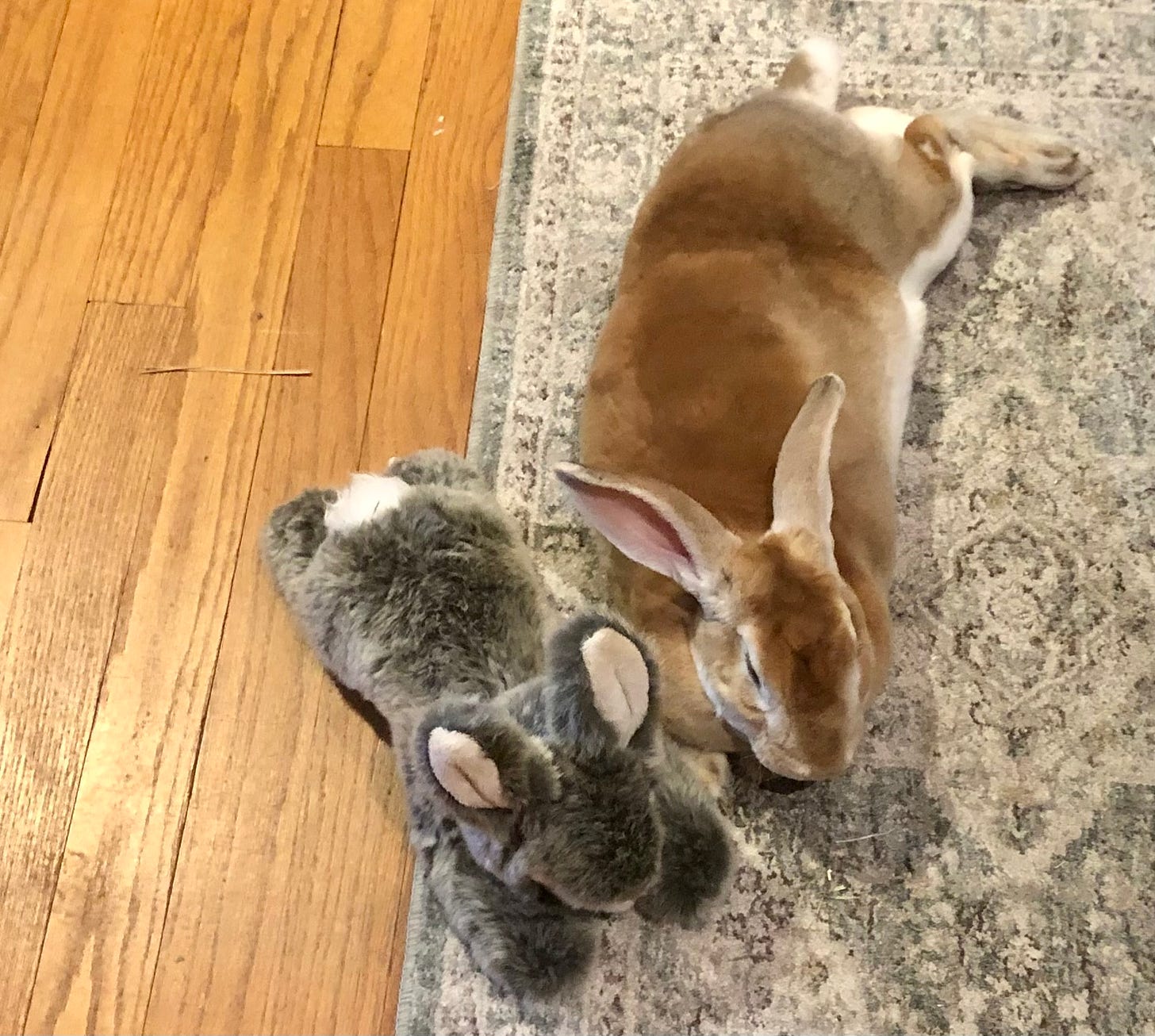 Fake bun and actual rabbit